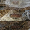 apor crataegi larva3 volg6